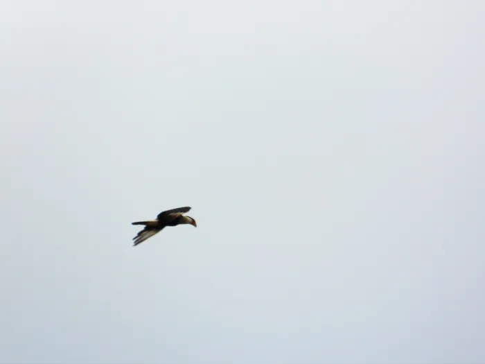 Waargenomen Kuifcaracara