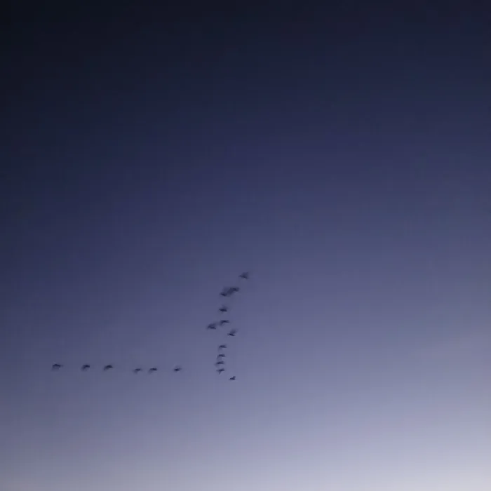 Spotted Canada Goose