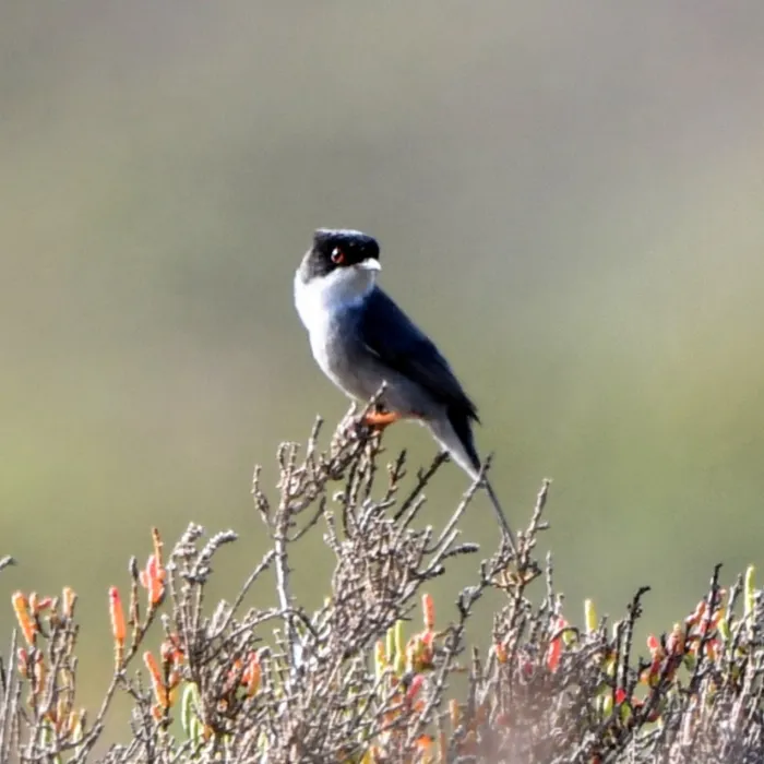 Gespotte Kleine zwartkop
