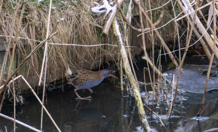 Spotted Water Rail