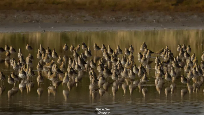 Spotted European Golden-Plover