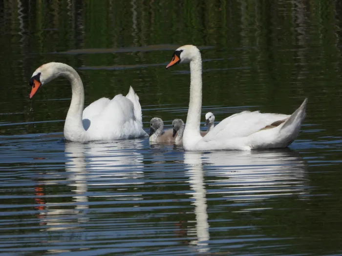 Spotted Mute Swan