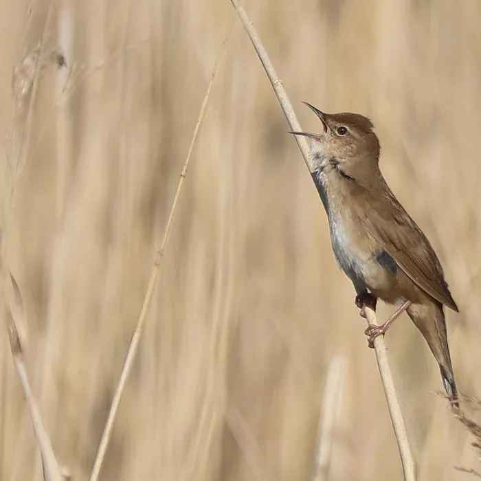 Spotted Savi's Warbler