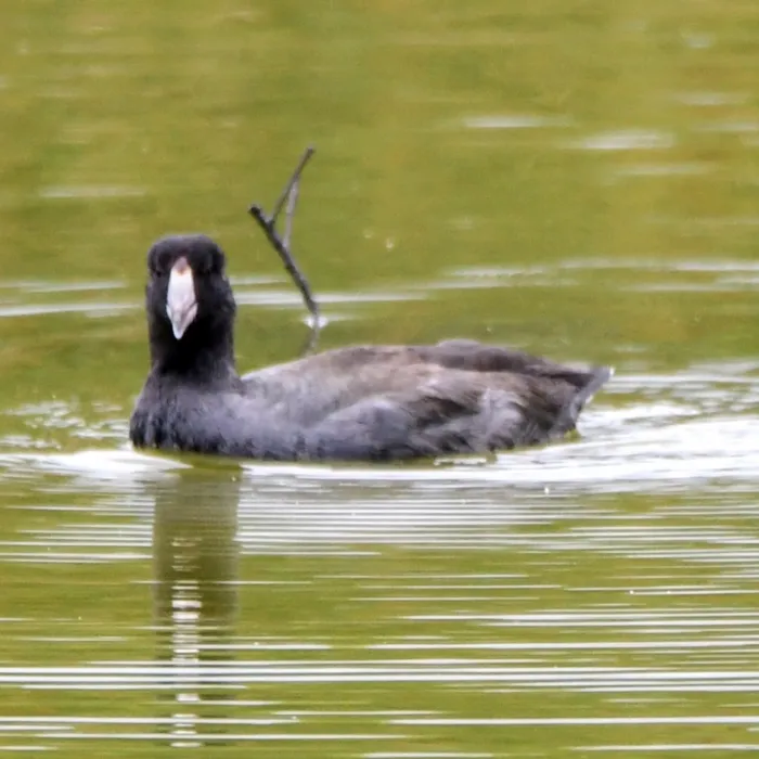 Gespotte Amerikaanse meerkoet