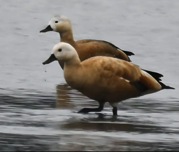 Spotted Ruddy Shelduck