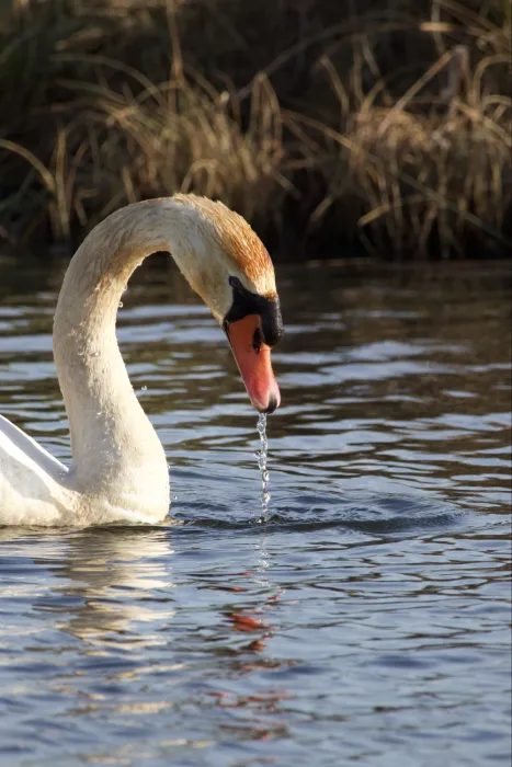Gespotte Knobbelzwaan