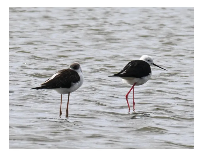 Spotted Black-winged Stilt
