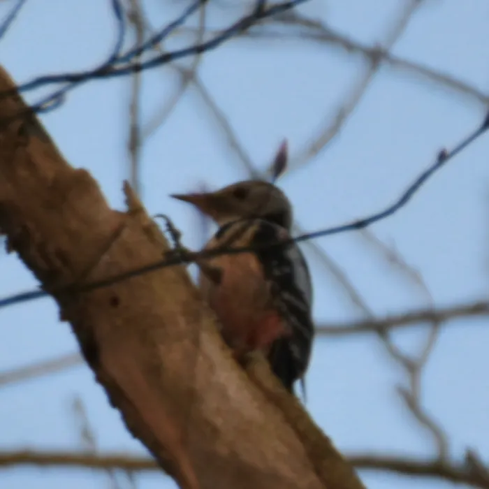 Gespotte Middelste bonte specht