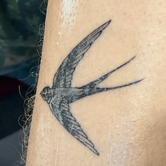 Spotted Swallow-tailed Hummingbird