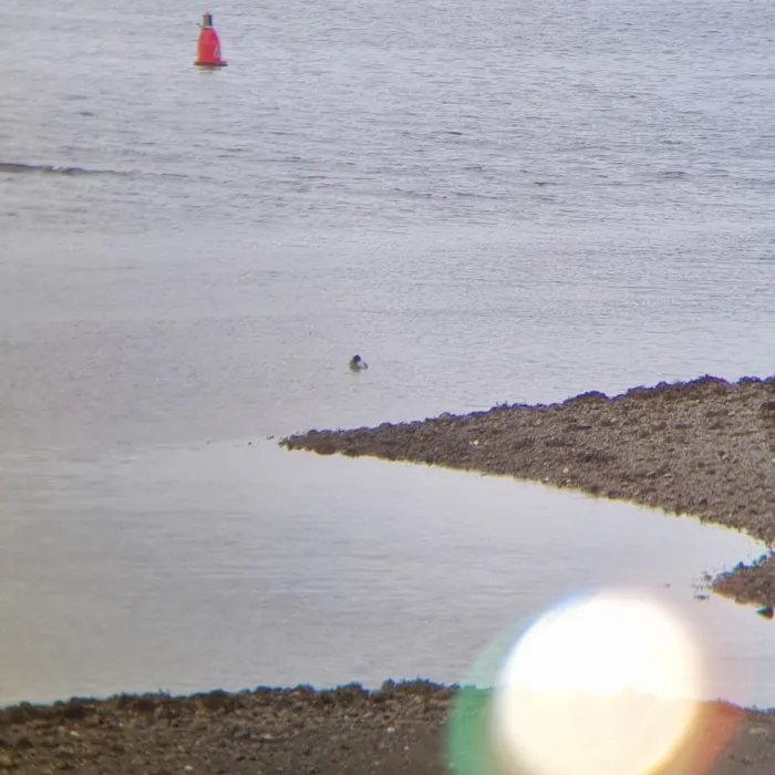 Gespotte Grote zaagbek