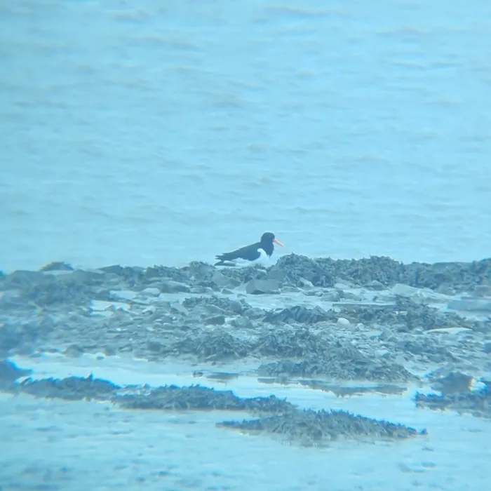 Spotted Eurasian Oystercatcher