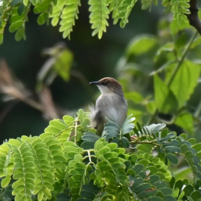 Spotted Singing Cisticola