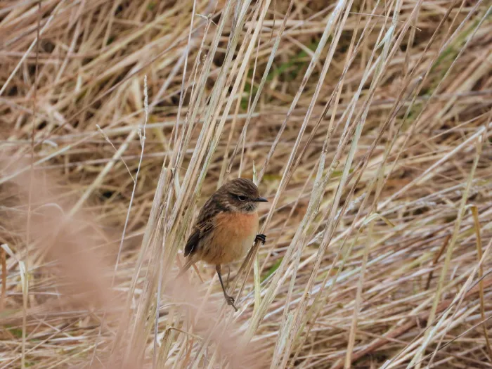 Gespotte Roodborsttapuit