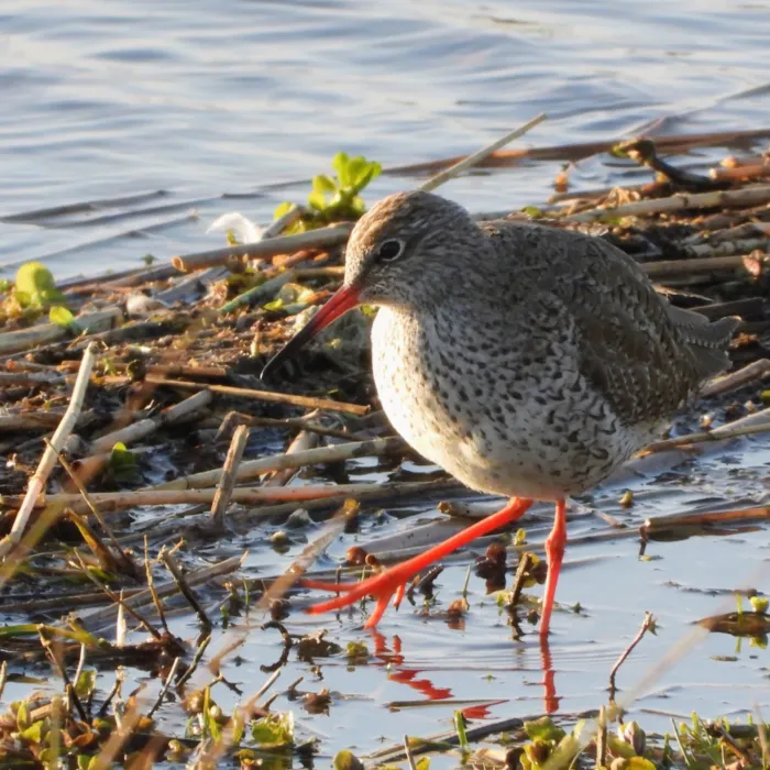 Spotted Common Redshank