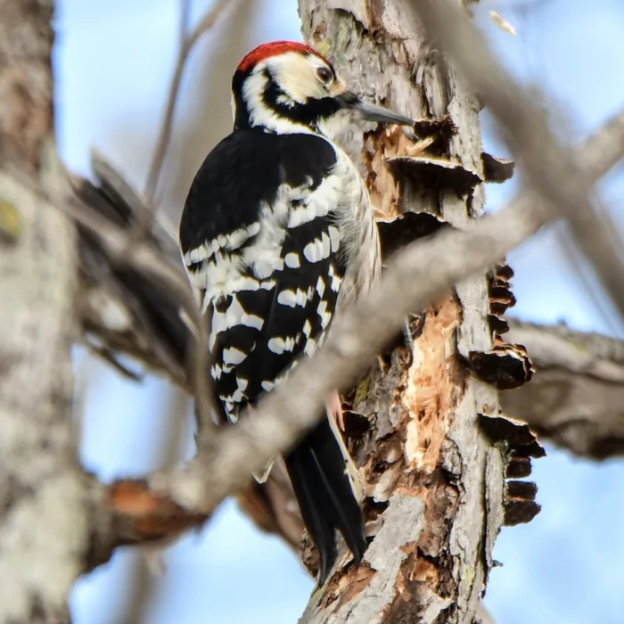 Spotted White-backed Woodpecker