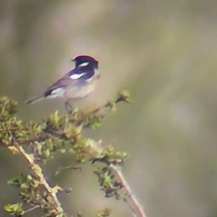 Gespotte Roodborsttapuit