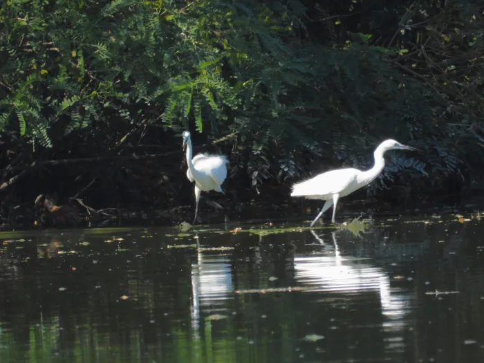 Spotted Little Egret