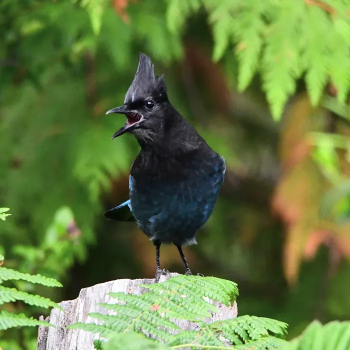Gespotte Stellergaai