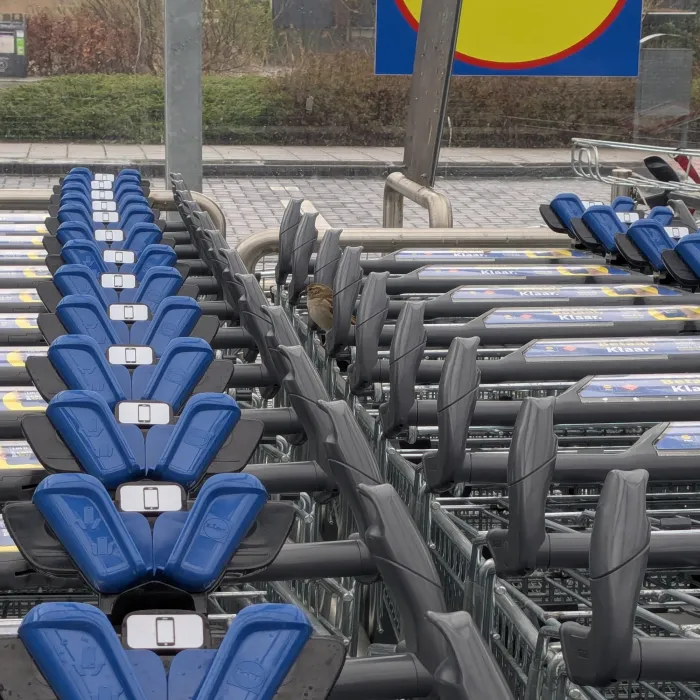 Spotted House Sparrow