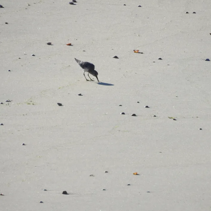 Spotted Sanderling