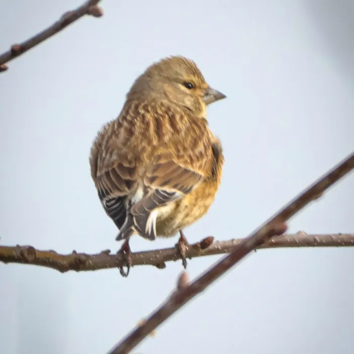 Eurasian Linnet
