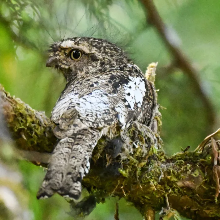 Spotted Hodgson's Frogmouth