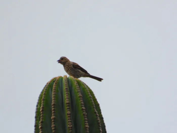 Waargenomen Mexicaanse roodmus
