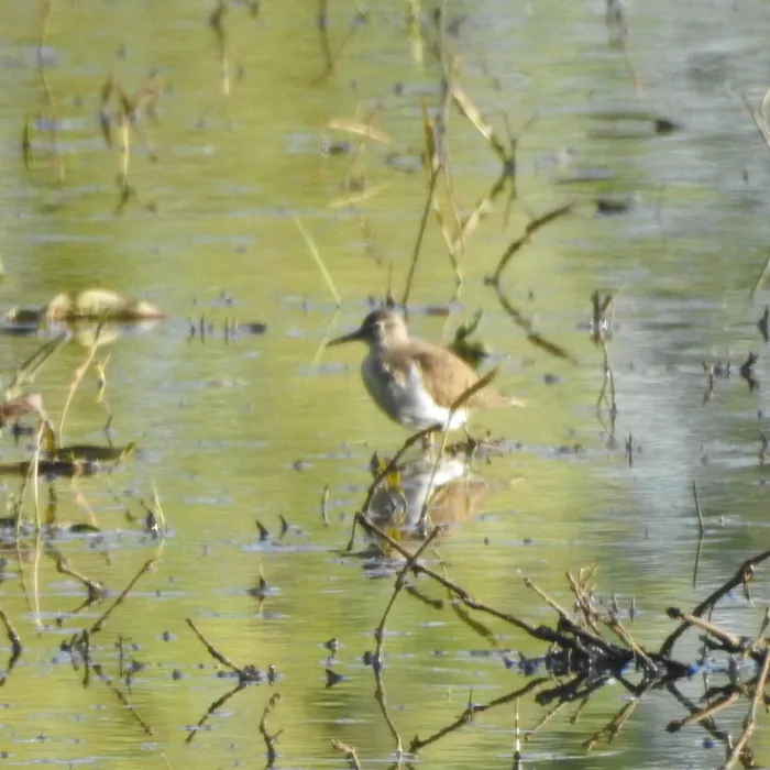 Spotted Common Sandpiper