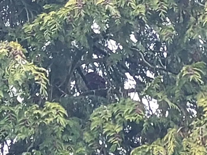 Spotted Long-eared Owl