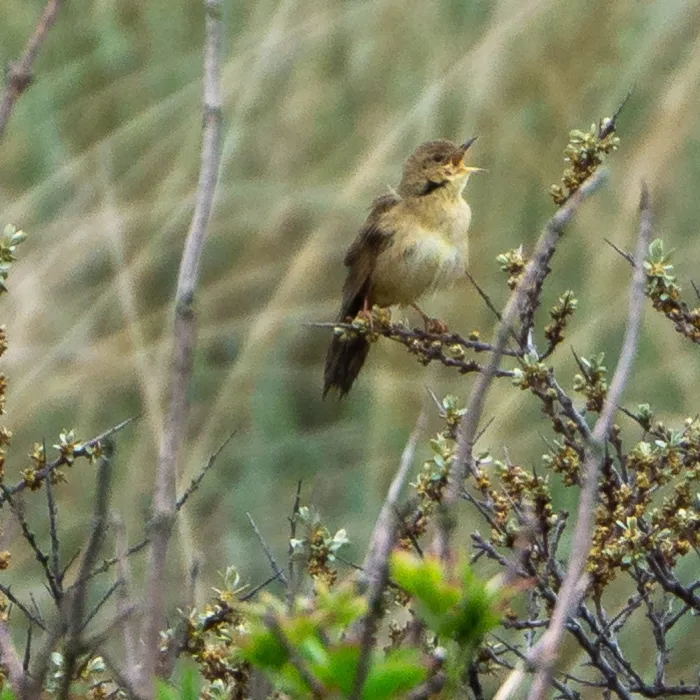 Spotted Common Grasshopper Warbler