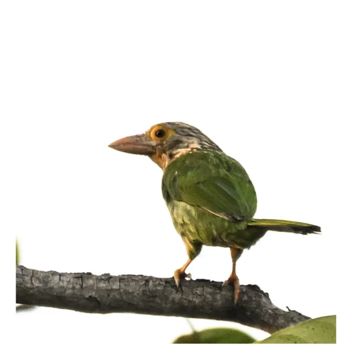 Gespotte Gestreepte baardvogel