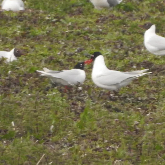 Gespotte Zwartkopmeeuw