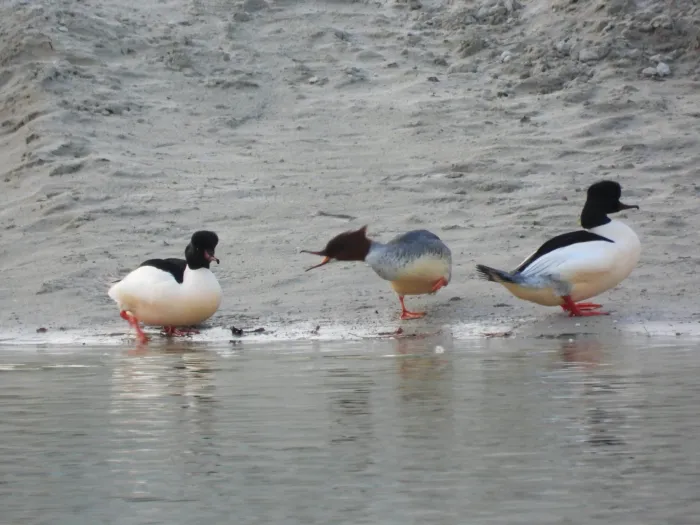 Gespotte Grote zaagbek