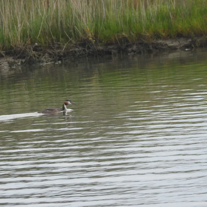 Spotted Great Crested Grebe