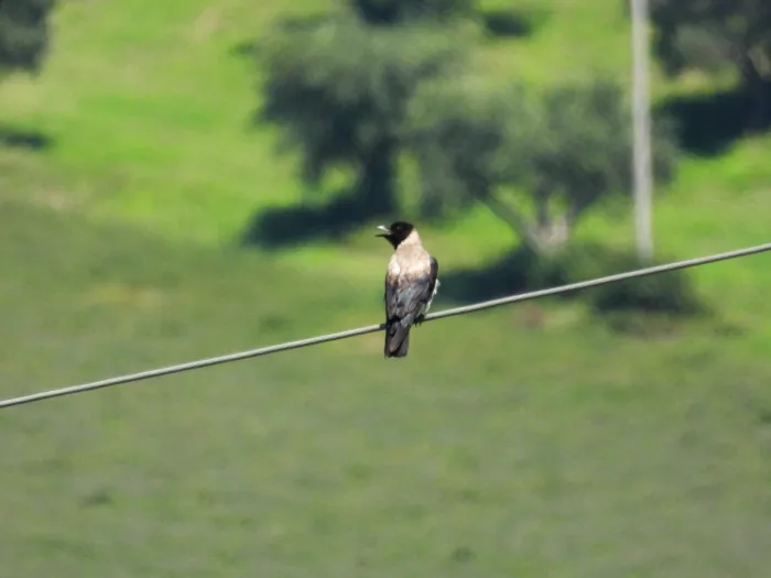 Spotted Hooded Crow