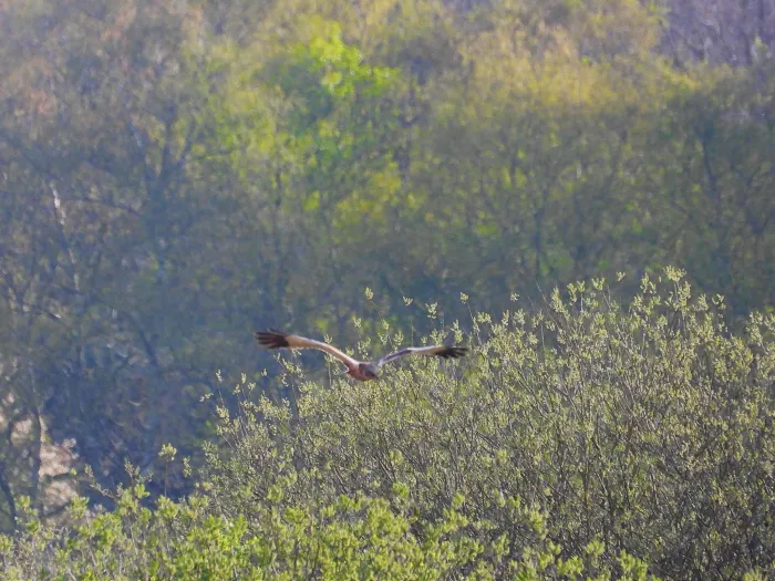 Gespotte Bruine kiekendief