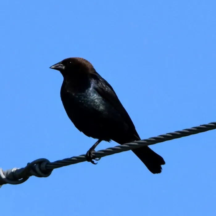 Spotted Brown-headed Cowbird