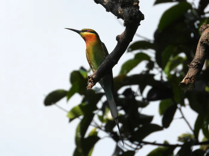 Gespotte Blauwstaartbijeneter