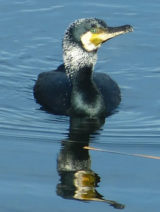 Gespotte Aalscholver