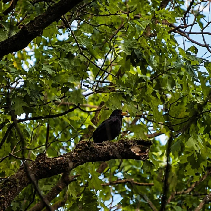 Spotted Eurasian Blackbird