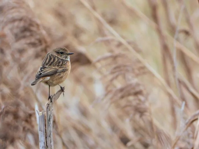 Gespotte Roodborsttapuit