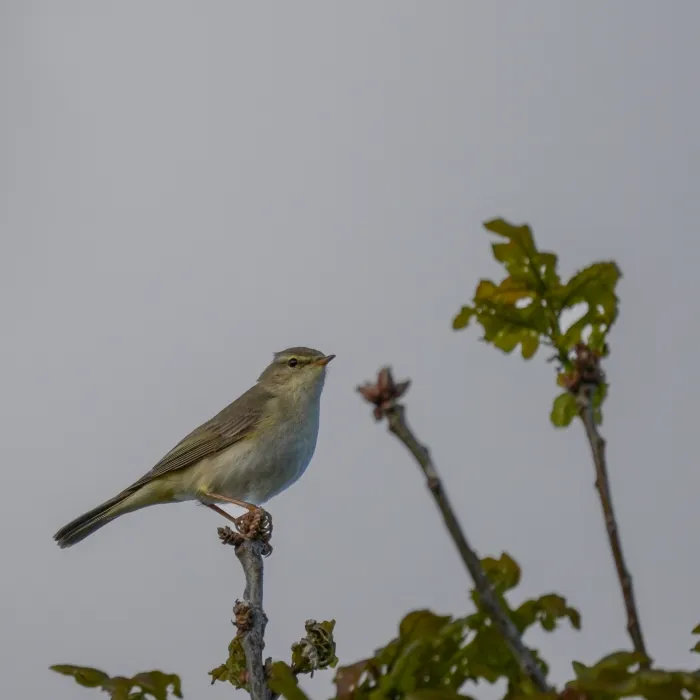 Spotted Willow Warbler
