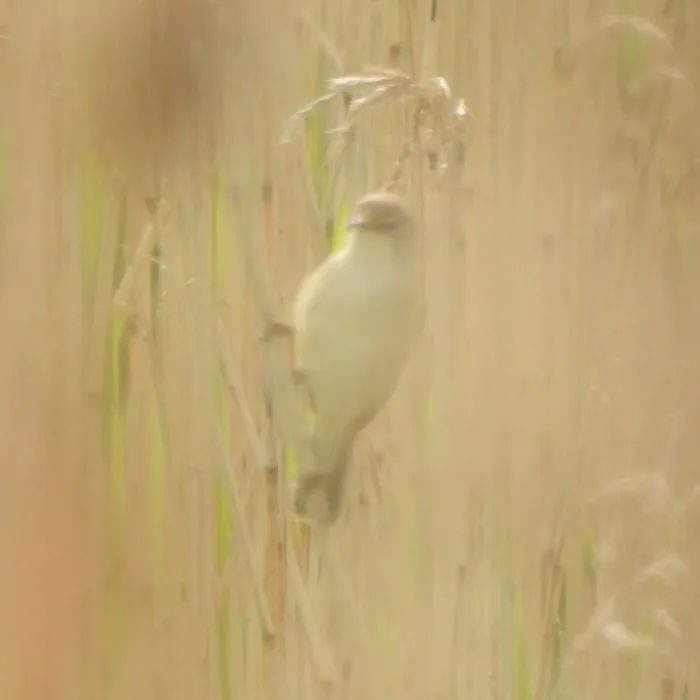 Spotted Common Reed Warbler