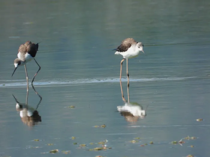 Spotted Black-winged Stilt