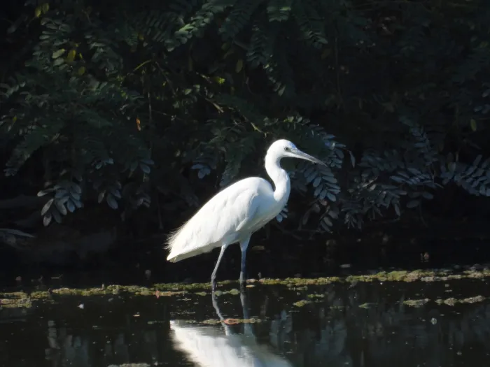 Waargenomen Kleine zilverreiger