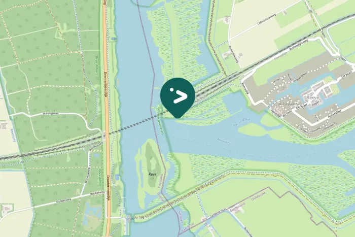 Spotted Common Merganser