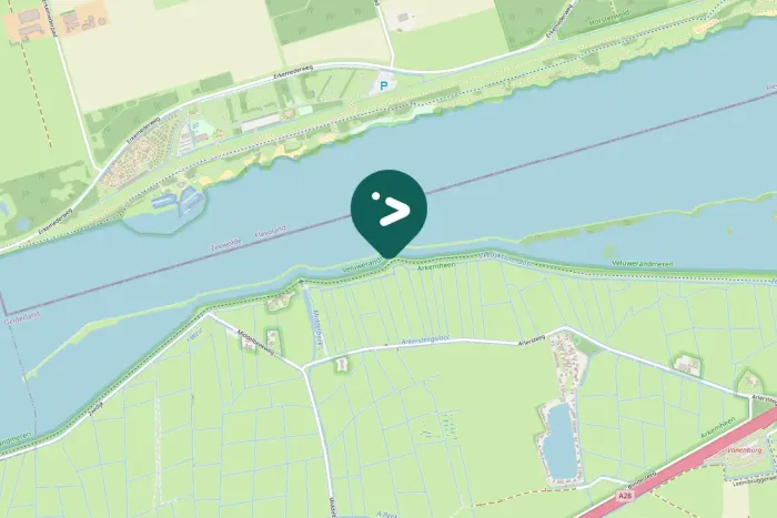 Spotted Common Pochard