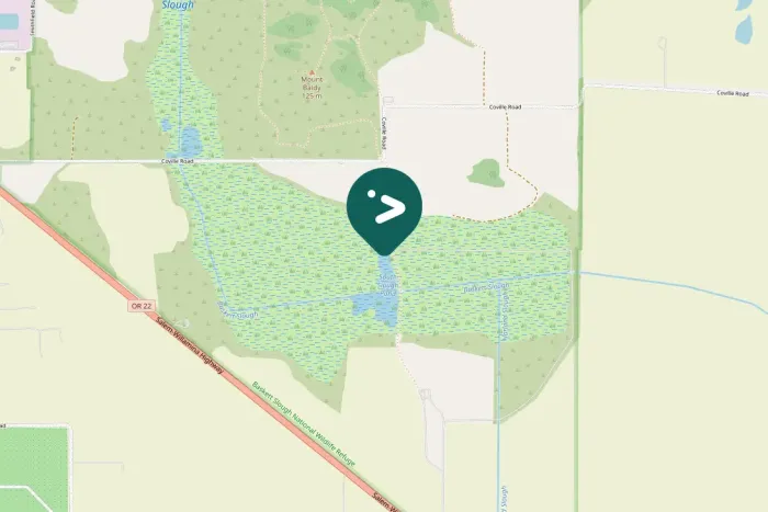 Spotted American Coot