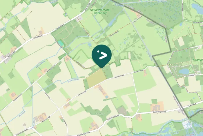 Spotted Eurasian Nuthatch