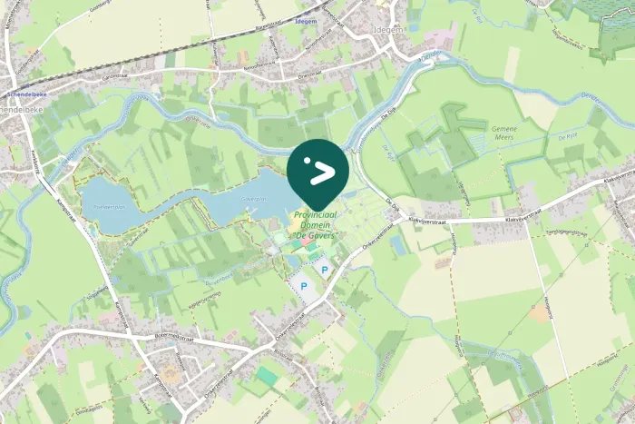 Spotted Ring-necked Pheasant